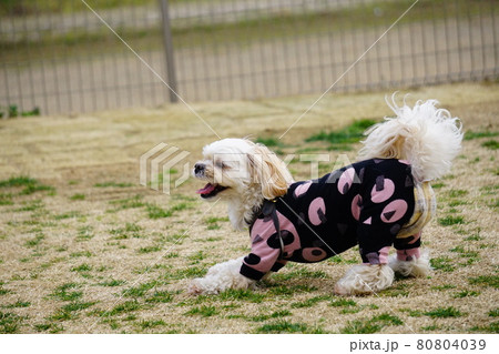 前かがみになって遊びに誘っている犬 前かがみになって遊びに誘っている犬 80804039