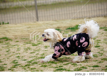 前かがみになって遊びに誘っている犬 80804040