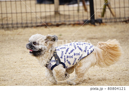 走る犬の横の姿 80804121
