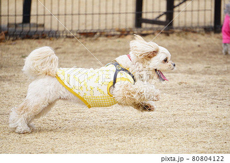 笑顔で走る犬の横姿の写真素材