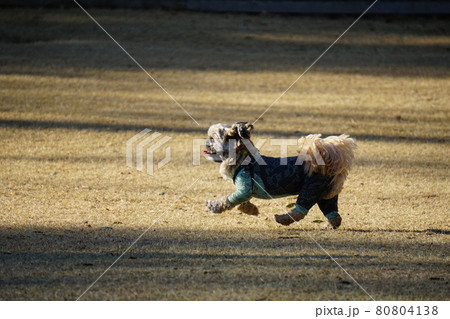 夕方ドッグランを走る犬 夕方ドッグランを走る犬 80804138