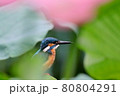 蓮池のカワセミ 80804291