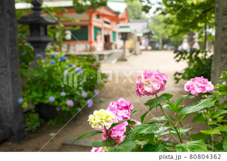 紫陽花（アジサイ）の名所、魚住　住吉神社（兵庫県明石市魚住町社山）※作品コメント欄に撮影位置 80804362