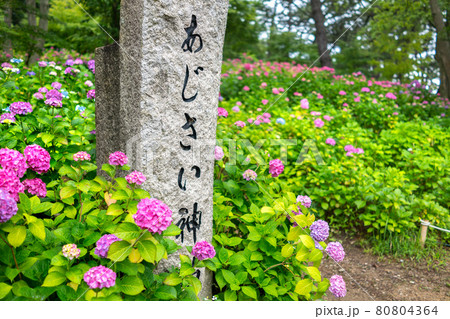 紫陽花(アジサイ)の名所、住吉神社のあじさい神苑(兵庫県明石市魚住町社山)※作品コメント欄に撮影位置 紫陽花(アジサイ)の名所、住吉神社のあじさい神苑(兵庫県明石市魚住町社山)※作品コメント欄に撮影位置 80804364