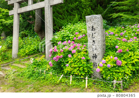 紫陽花(アジサイ)の名所、住吉神社のあじさい神苑(兵庫県明石市魚住町社山)※作品コメント欄に撮影位置 紫陽花(アジサイ)の名所、住吉神社のあじさい神苑(兵庫県明石市魚住町社山)※作品コメント欄に撮影位置 80804365