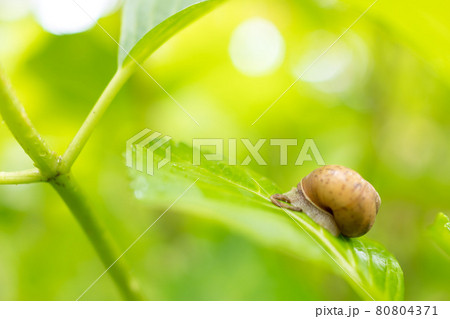 紫陽花(アジサイ)の名所、住吉神社のカタツムリ(兵庫県明石市魚住町社山)※作品コメント欄に撮影位置 紫陽花(アジサイ)の名所、住吉神社のカタツムリ(兵庫県明石市魚住町社山)※作品コメント欄に撮影位置 80804371