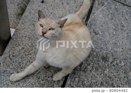 甘えてくる野良猫 甘えてくる野良猫 80804482