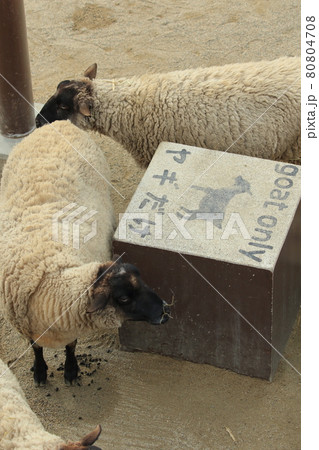 京都市動物園のふれあい広場のヤギ	 80804708