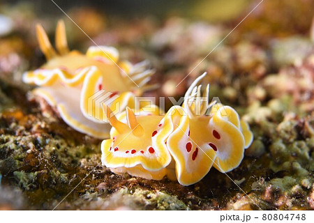 なかよし♪♪♪ アカテンイロウミウシのペア…。 その② なかよし♪♪♪ アカテンイロウミウシのペア…。 その② 80804748