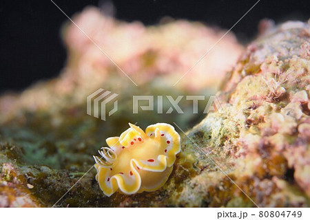 石垣島のアカテンイロウミウシ その① 石垣島のアカテンイロウミウシ その① 80804749