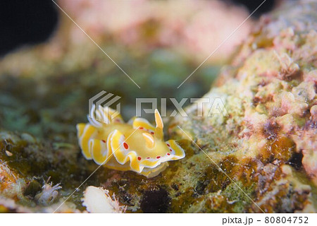 石垣島のアカテンイロウミウシ その④ 石垣島のアカテンイロウミウシ その④ 80804752