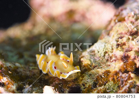 石垣島のアカテンイロウミウシ その⑤ 石垣島のアカテンイロウミウシ その⑤ 80804753