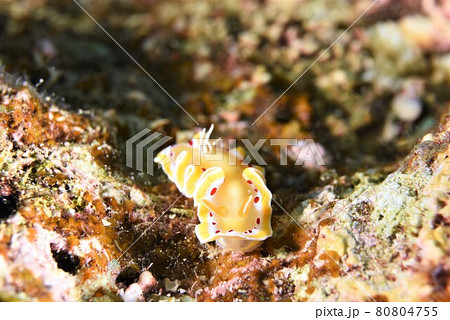 石垣島のアカテンイロウミウシ その⑦ 石垣島のアカテンイロウミウシ その⑦ 80804755