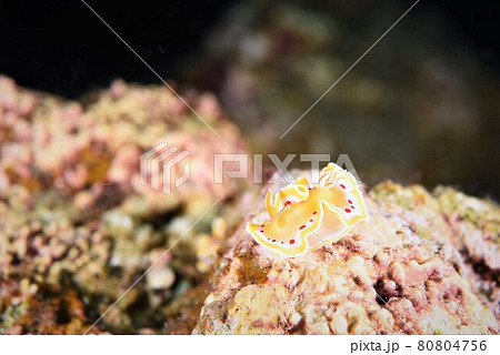 石垣島のアカテンイロウミウシ その⑧ 石垣島のアカテンイロウミウシ その⑧ 80804756