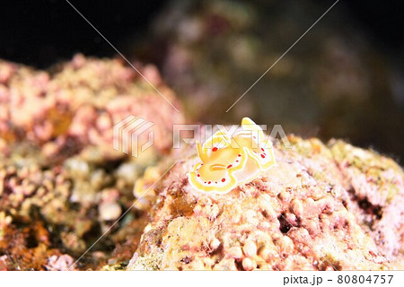 石垣島のアカテンイロウミウシ その⑨ 石垣島のアカテンイロウミウシ その⑨ 80804757