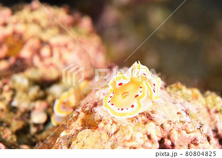 石垣島のアカテンイロウミウシ その⑩ 石垣島のアカテンイロウミウシ その⑩ 80804825