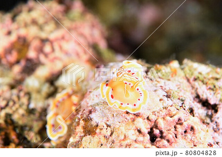 石垣島のアカテンイロウミウシ　その⑪ 80804828