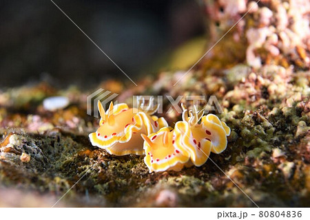 なかよし♪♪♪ アカテンイロウミウシのペア…。 その① なかよし♪♪♪ アカテンイロウミウシのペア…。 その① 80804836