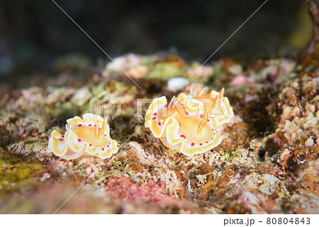 なかよし♪♪♪ アカテンイロウミウシ三兄弟…。 その⑫ なかよし♪♪♪ アカテンイロウミウシ三兄弟…。 その⑫ 80804843