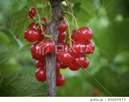 Bunches of red currants, close-up. Ripe red berries. 80804975