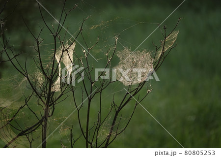 枝に張るクモの巣 枝に張るクモの巣 80805253
