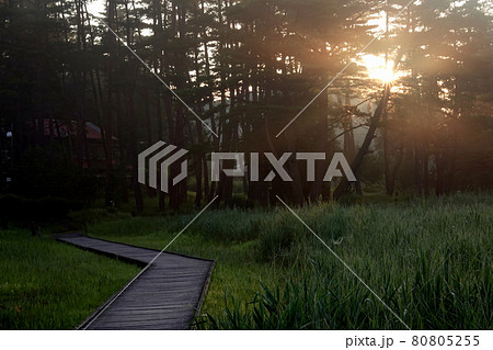 黒沢湿原に輝く朝陽 80805255