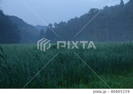 朝霧に包まれた黒沢湿原 80805259