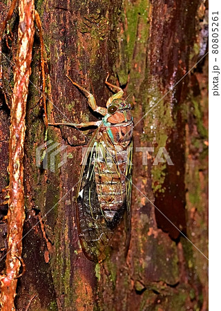 ヒグラシ 80805261