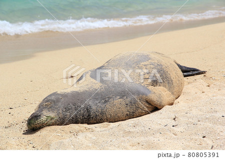アザラシのいるビーチ 80805391