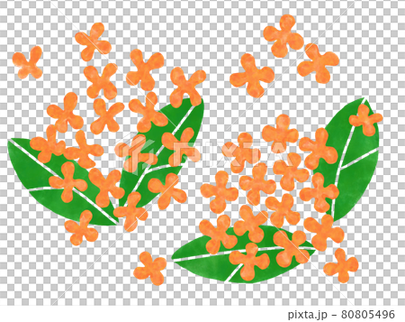 金木犀の手描きイラスト 金木犀の手描きイラスト 80805496