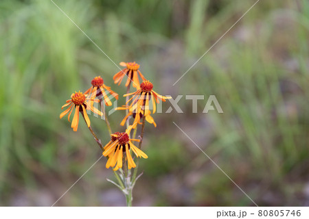 高山植物　コウリンカ 80805746