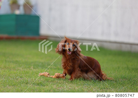 庭で遊ぶダックスフンド 80805747
