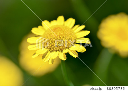 ダイヤーズカモミール 80805786