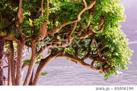 lake Como, near Bellagio, piedmonte, in italy 80806196