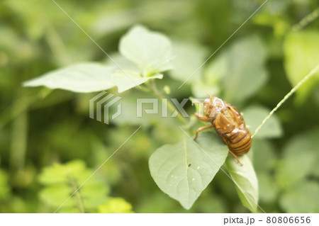 庭先の発見 せみの抜け殻 昆虫 夏の落とし物 庭先の発見 せみの抜け殻 昆虫 夏の落とし物 80806656