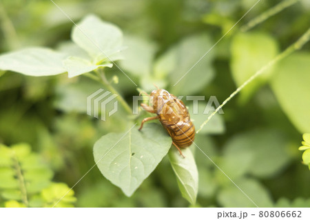 庭先の発見　せみの抜け殻　昆虫　夏の落とし物 80806662