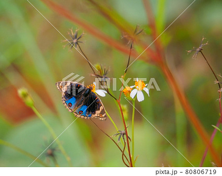 ヒナギクの仲間にとまるパンジーバタフライ (カオラック、パンガー県、タイ王国) 80806719
