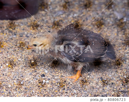 飼育小屋の中のひよこ (日本鶏舎、彌彦神社、新潟県) 80806723