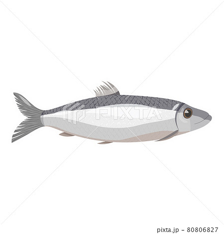 Vector image of an natural looking grey herring. Sea fish isolated on white background. 80806827