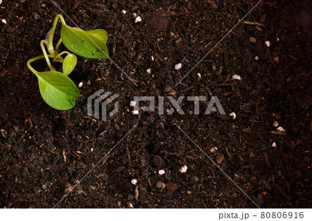 葉 発芽 芽 80806916