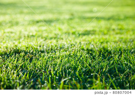 Green grass lawn 80807004