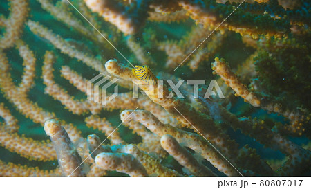 トラフケボリタカラガイ 80807017