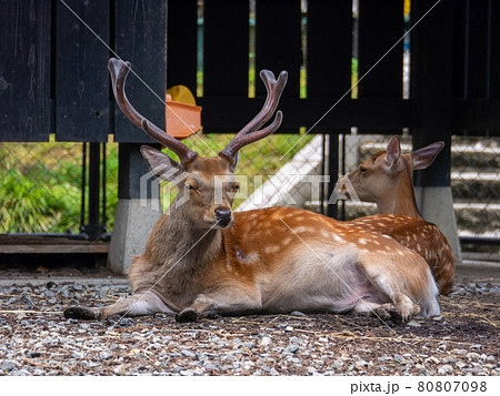 寛ぐニホンジカ (鹿苑、彌彦神社、新潟県) 80807098