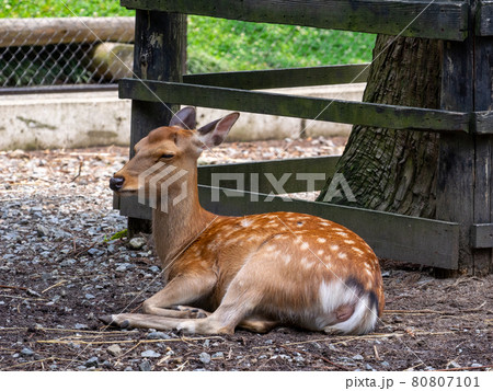 寛ぐニホンジカ (鹿苑、彌彦神社、新潟県) 80807101