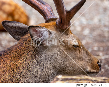 寛ぐ雄のニホンジカの横顔 (鹿苑、彌彦神社、新潟県) 寛ぐ雄のニホンジカの横顔 (鹿苑、彌彦神社、新潟県) 80807102