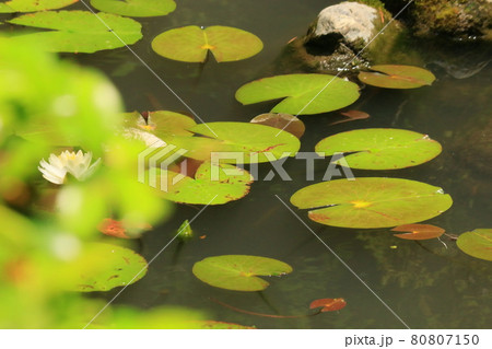 池を泳ぐ鯉、スイレンの花と共に優雅に 池を泳ぐ鯉、スイレンの花と共に優雅に 80807150