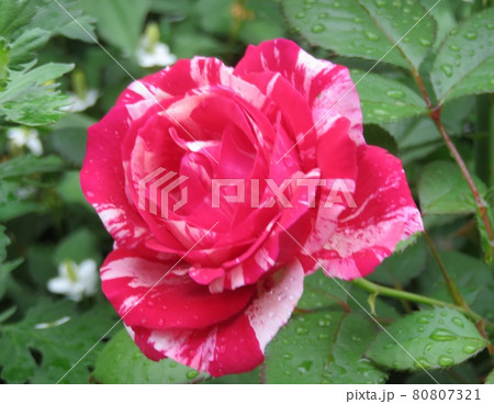 薔薇 センチメンタル 薔薇 センチメンタル 80807321