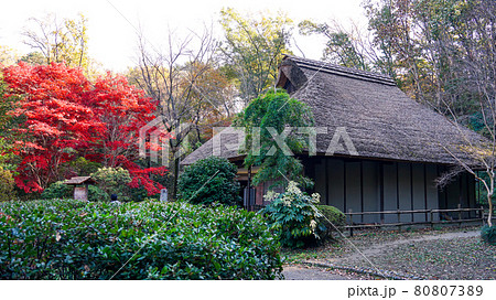 旧荻野家住宅、薬師池公園の古民家と紅葉(東京都町田市) 旧荻野家住宅、薬師池公園の古民家と紅葉(東京都町田市) 80807389
