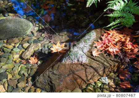 透き通った池に落ちた紅葉 80807467