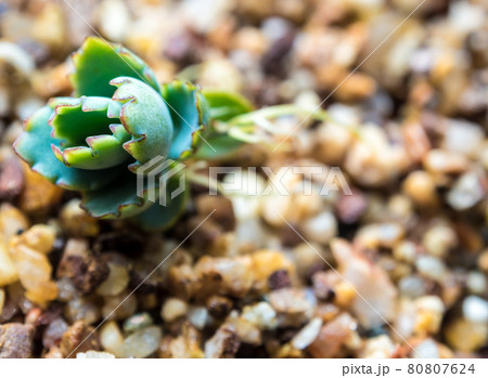 Small buds of kalanchoe fall and sprout up on the gravel 80807624